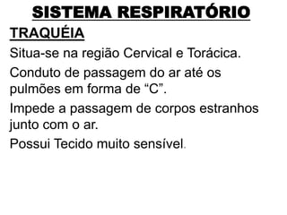 SISTEMA RESPIRATÓRIO
TRAQUÉIA
Situa-se na região Cervical e Torácica.
Conduto de passagem do ar até os
pulmões em forma de “C”.
Impede a passagem de corpos estranhos
junto com o ar.
Possui Tecido muito sensível.
 