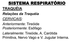 SISTEMA RESPIRATÓRIO
TRAQUÉIA
Relações da Traquéia
CERVICAIS:
Anteriormente: Tireóide
Posteriormente: Esôfago
Lateralmente: Tireóide, A. Carótida
Primitiva, Nervo Vago e V. Jugular Interna.
 