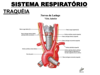 SISTEMA RESPIRATÓRIO
TRAQUÉIA
 
