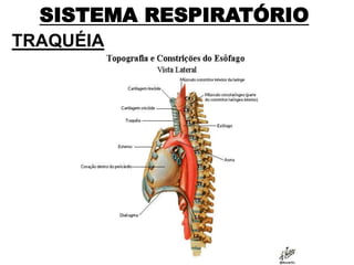 SISTEMA RESPIRATÓRIO
TRAQUÉIA
 
