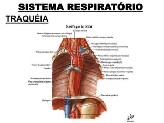 SISTEMA RESPIRATÓRIO
TRAQUÉIA
 