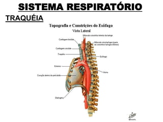 SISTEMA RESPIRATÓRIO
TRAQUÉIA
 