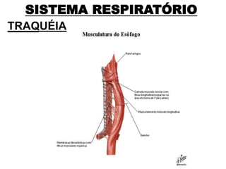 SISTEMA RESPIRATÓRIO
TRAQUÉIA
 