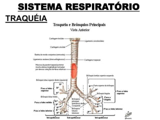 SISTEMA RESPIRATÓRIO
TRAQUÉIA
 
