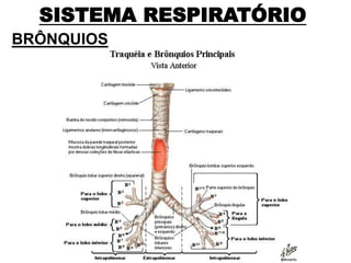 SISTEMA RESPIRATÓRIO
BRÔNQUIOS
 