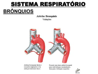 SISTEMA RESPIRATÓRIO
BRÔNQUIOS
 