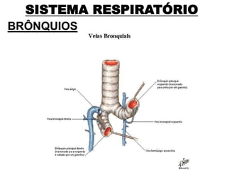 SISTEMA RESPIRATÓRIO
BRÔNQUIOS
 