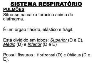 SISTEMA RESPIRATÓRIO
PULMÕES
Situa-se na caixa torácica acima do
diafragma.
É um órgão flácido, elástico e frágil.
Está dividido em lobos: Superior (D e E),
Médio (D) e Inferior (D e E)
Possui fissuras : Horizontal (D) e Oblíqua (D e
E),
 