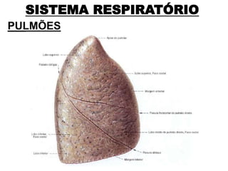 SISTEMA RESPIRATÓRIO
PULMÕES
 