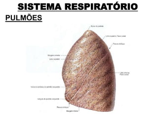 SISTEMA RESPIRATÓRIO
PULMÕES
 