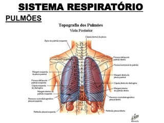 SISTEMA RESPIRATÓRIO
PULMÕES
 