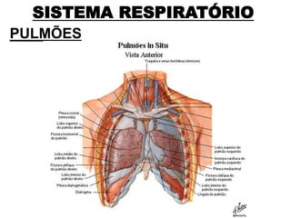 SISTEMA RESPIRATÓRIO
PULMÕES
 