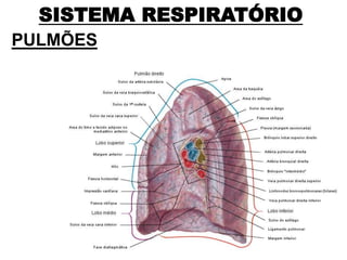 SISTEMA RESPIRATÓRIO
PULMÕES
 