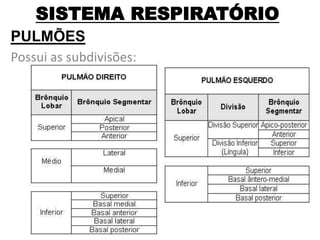 SISTEMA RESPIRATÓRIO
PULMÕES
Possui as subdivisões:
 