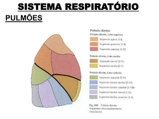 SISTEMA RESPIRATÓRIO
PULMÕES
 