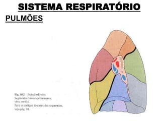 SISTEMA RESPIRATÓRIO
PULMÕES
 