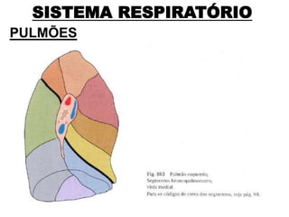 SISTEMA RESPIRATÓRIO
PULMÕES
 