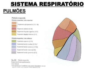 SISTEMA RESPIRATÓRIO
PULMÕES
 