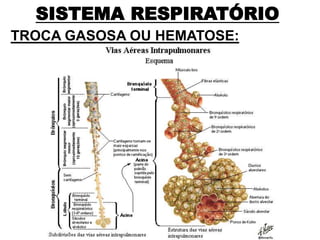 SISTEMA RESPIRATÓRIO
TROCA GASOSA OU HEMATOSE:
 