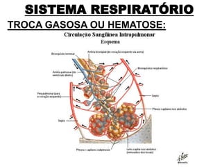 SISTEMA RESPIRATÓRIO
TROCA GASOSA OU HEMATOSE:
 