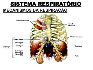 SISTEMA RESPIRATÓRIO
MECANISMOS DA RESPIRAÇÃO
 