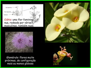 Glomérulo: flores muito
próximas, de configuração
mais ou menos globosa
Ciátio: uma flor feminina
nua, rodeada por várias
masculinas, também nuas.
 
