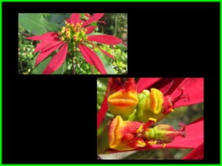 Morfologia vegetal da inflorescência