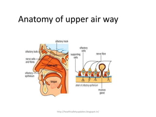 Anatomy of upper air way
http://healthsafetyupdates.blogspot.in/
 