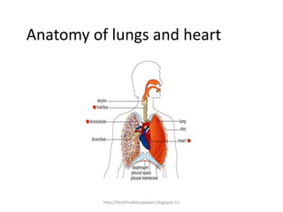 Anatomy of lungs and heart
http://healthsafetyupdates.blogspot.in/
 