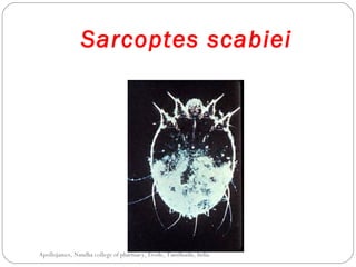 Sarcoptes scabiei
Apollojames, Nandha college of pharmacy, Erode, Tamilnadu, India
 