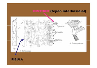 5 b 2-1-presentacion-cap-iii | PDF