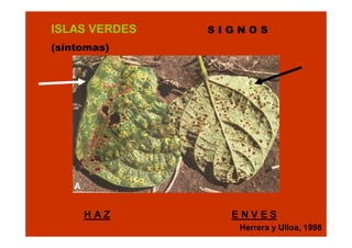 ISLAS VERDES

SIGNOS

(síntomas)

HAZ

ENVES
Herrera y Ulloa, 1998

 