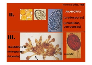 Herrera y Ulloa, 1998

II.

ANAMORFO

(uredosporas)
(unicelular,
verrucosas)

III.
TELEOMORFO
(teliosporas)
unicelular

(bicelular)

 
