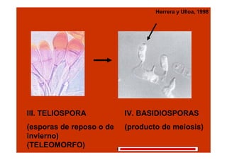 Herrera y Ulloa, 1998

III. TELIOSPORA

IV. BASIDIOSPORAS

(esporas de reposo o de
invierno)
(TELEOMORFO)

(producto de meiosis)
COLEGIO DE POSTGRADUADOS-HF-FIT613
-----------------------------------------------------------------------------------

 