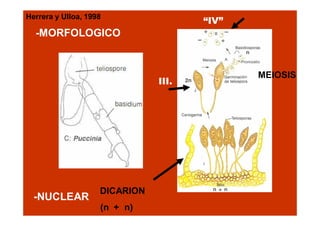 “IV”

Herrera y Ulloa, 1998

-MORFOLOGICO

III.

-NUCLEAR

DICARION
(n + n)

MEIOSIS

 
