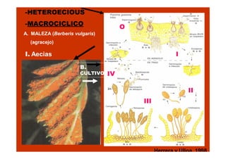 -HETEROECIOUS
-MACROCICLICO

O

A. MALEZA (Berberis vulgaris)
(agracejo)

I. Aecias

I
B.

CULTIVO

IV
II
III

Herrera y Ulloa, 1998

 