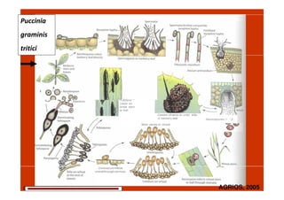 Puccinia graminis
·nía
graminis

Spermatia fertilize compat;ble
receptive hypha
Fertilized
. receptive hypha

aEJo
--

/

¡9'"

tritici

.....-l / Bas1diospores infect

. ('J!!:J

barberry leaf directly

t
.
®

•
Dikaryotic mycelium

berry
' . } stem and

r!
J :1

Spermagonia on barberry leaf

rrn....,.--.----;-- ,...,
,-

Basidiospore



o·

'

Tt:liddnd
uredia on
wheat stem
or leaf

Basidium



Clusters of aecia on under side
of barberry leaf
More uredia on wheat

Uredospore infects
wheat through stomata

--------------------------------------------------------------------------------

Aeciospores;:/

•)

 
