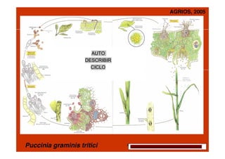 -Basidiospore
(n)

8=---- +Basid iospore
(n)

AUTO
DESCRIBIR
CICLO
Dispersal of
aeciospores to
o o wheat i n spring

xxxxxxxxxxxxxxxxxxxxxxxxxxxxxxxxxxxxxxxxxxxxxxxxxxxxxxxx

 