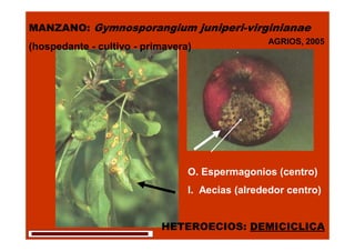 MANZANO: Gymnosporangium juniperi-virginianae
(hospedante - cultivo - primavera)

AGRIOS, 2005

O. Espermagonios (centro)
I. Aecias (alrededor centro)

COLEGIO DE POSTGRADUADOS-HF-FIT613
xxxxxxxxxxxxxxxxxxxxxxxxxxxxxxxxxxxxxxxxxxxxxxxxxxxxxxxxxx
xx

HETEROECIOS: DEMICICLICA

 
