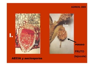 AGRIOS, 2005

I.
PERIDIO

FRUTO
AECIA y aeciosporas

(tejocote)

 