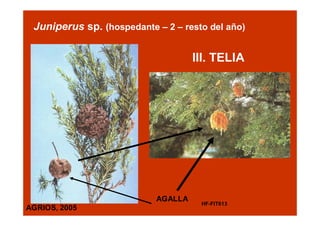 Juniperus sp. (hospedante – 2 – resto del año)

III. TELIA

AGALLA
AGRIOS, 2005

HF-FIT613

 