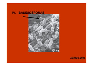 IV. BASIDIOSPORAS

AGRIOS, 2005

 