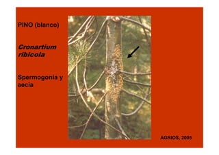 PINO (blanco)

Cronartium
ribicola
Spermogonia y
aecia

AGRIOS, 2005

 