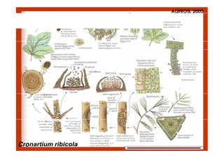 Uredia and telial
collumns on lower
side of Ribes leaf

Aeciospore
(or uredospore)
infecting lower
slde of Ribes leaf



Uredospores

l!redium on lower
side of Ribes leaf
(late spring,summer)

Basidiospores
carried by wind
to white pine
i
needles a few
hundred feet away
(summer,fall)

tissue

Basidiospore

H

l,

Cross section of
branch
aecia (A)

Aecia blisters
on stem and
branches of
white pine

'ele(

Aecia produced
annually on
branch in spring
beginning 3-6
years after
infection
Spermagonia produced

nartium ribicola

Early infection of

anrnually on branch in
late spring or early

white pine branch

showing puffy bark

summer beginning 2-4
years after infection.

xxxxxxxxxxxxxxxxxxxxxxxxxxxxxxxxxxxxxxxxxxxxxxxxxxxxxxxxxx
xx

 