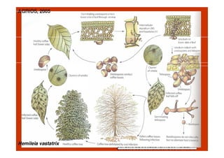 Germínating uredospore enters
lower sí de of leaf through stoma
lntercellular
mycelíum (M)
and haustoria (H)
Uredíum on
lower side of leaf

j
Cluster
of uredia
Clusters of uredia

Uredium-telium with
uredospores and teliospores

 