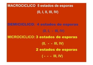 MACROCICLICO: 5 estados de esporas
(0, I, II, III, IV)
DEMICICLICO: 4 estados de esporas
(0, I, - III, IV)
MICROCICLICO: 3 estados de esporas
(0, - - III, IV)
2 estados de esporas
( - - - III, IV)

 