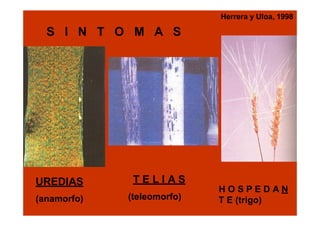 Herrera y Uloa, 1998

S I N T O M A S

UREDIAS
(anamorfo)

TELIAS
(teleomorfo)

HOSPEDAN
T E (trigo)

 