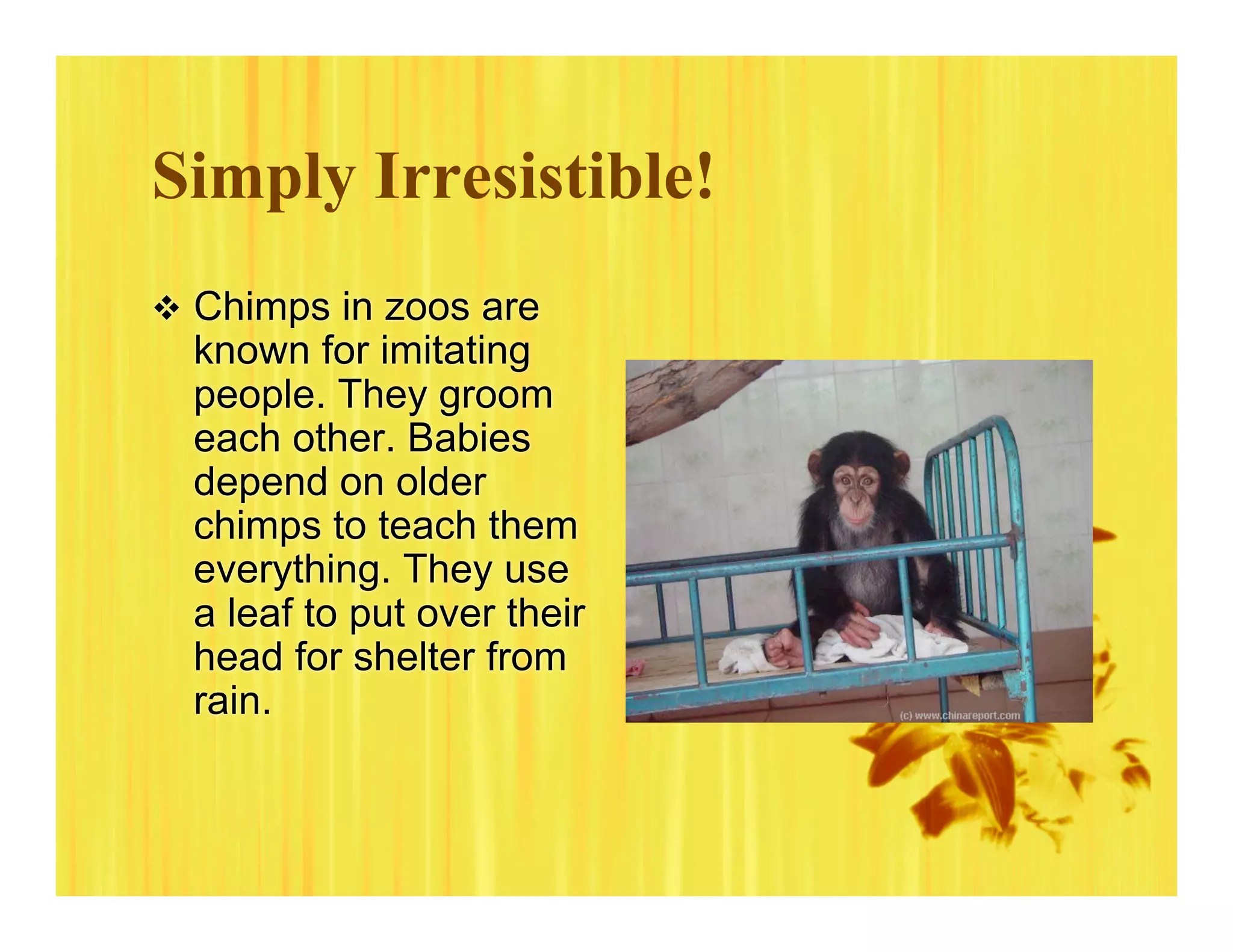 5 B Chimpanzee