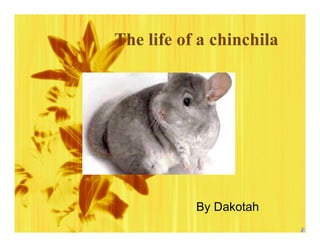 The life of a chinchila




           By Dakotah
 