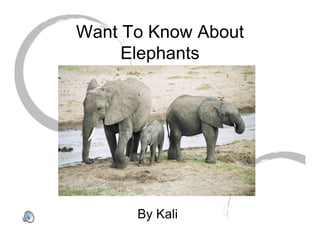 Want To Know About
     Elephants




      By Kali
 